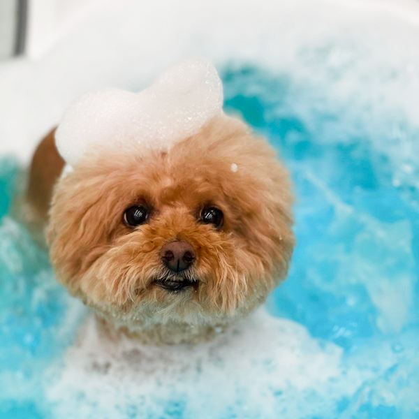 你的寵物究竟應該幾耐沖一次涼呢？how often should I be washing my dogs ?
